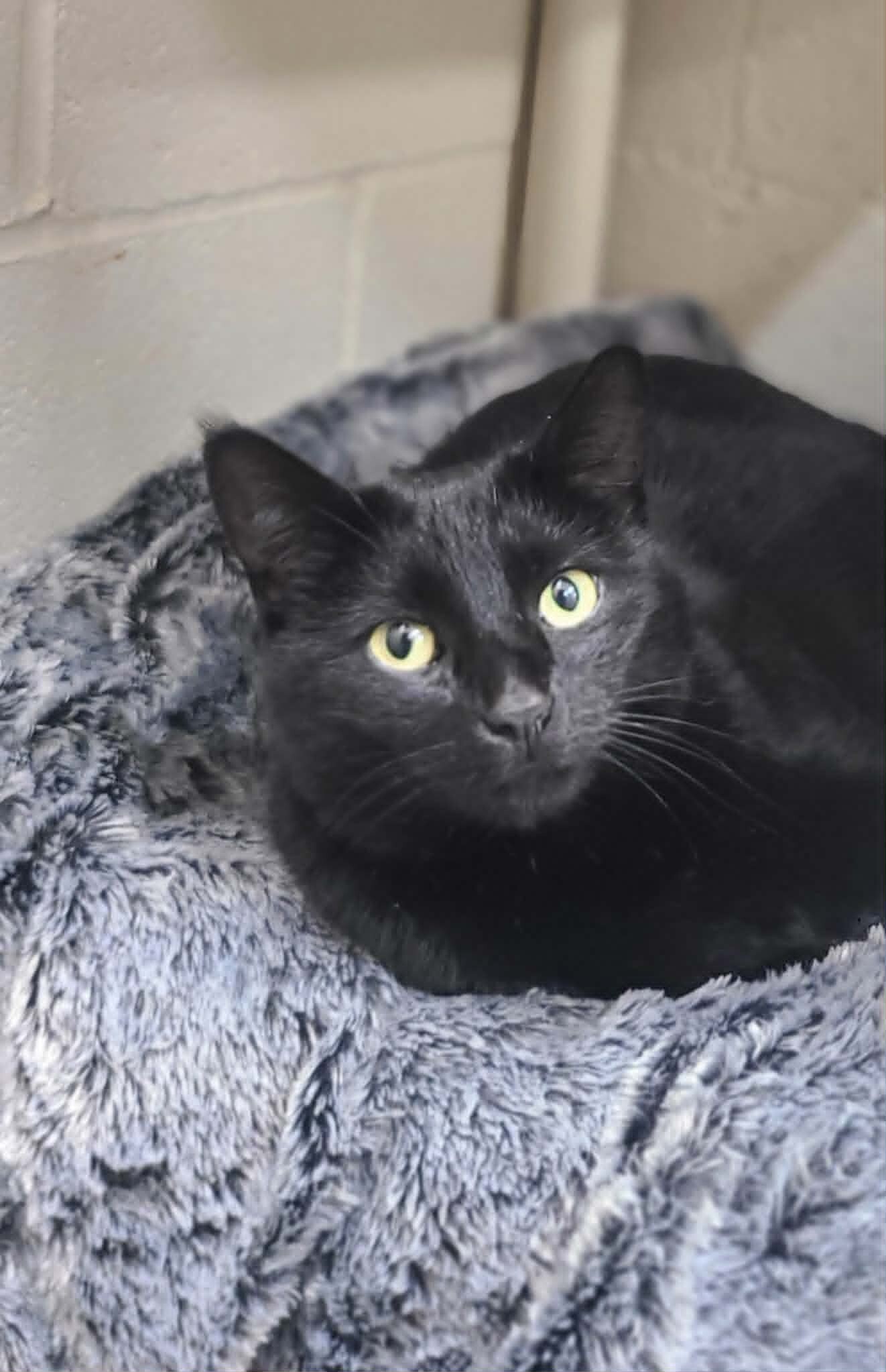 Picture of the Animal Listed